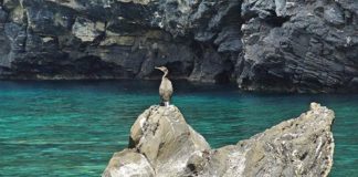 Λιποτάχτες και εθελοντές στην Άνδρο (του Γ.Ν.Μπασκόζου)