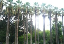 Διχασμός και πολλαπλότητα (γράφει ο Βαγγέλης Δημητριάδης)